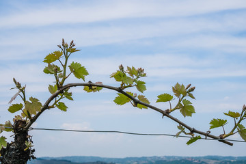 Germogli di foglie di vite