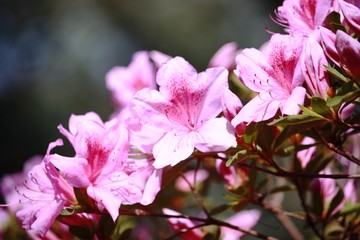 Japanische Azaleen am Lago Maggiore im Frühling