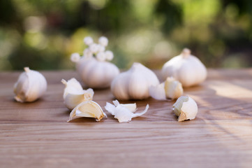 Garlic