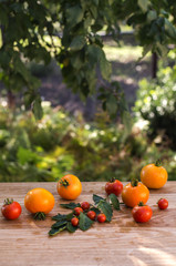 Yellow and red tomatoes