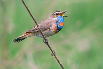 Bluethroat singing on the branch