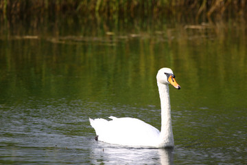 Ein Schwan im See