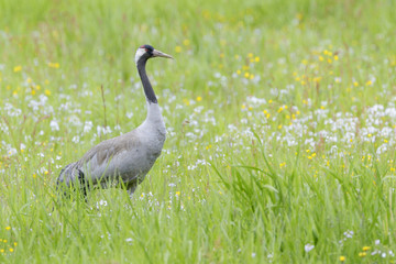 Common crane walking and foraging in grass.