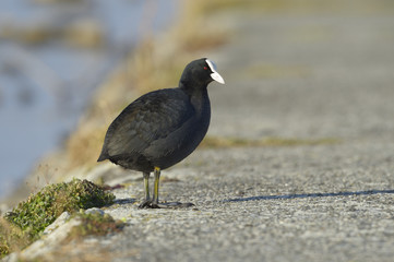 Coot standing beside river