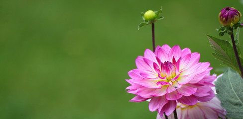 Blumiger Hintergrund mit Dahlie