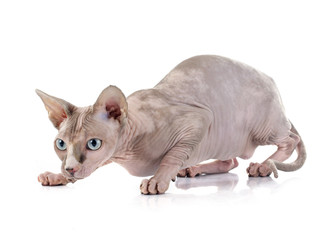 Sphynx Hairless Cat