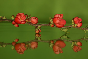 Chaenomeles japonica, Japanse sierkwee