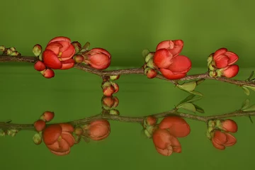 Fotobehang Chaenomeles japonica, Japanse sierkwee © Hennie36