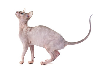 Sphynx Hairless Cat