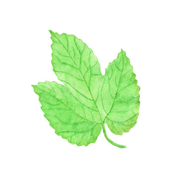 Watercolor hops leaf, aquarelle.  Vector illustration. Hand