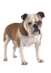 Fototapeta premium english bulldog