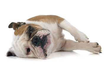 english bulldog