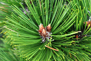 Branch of Mediterranean pine.