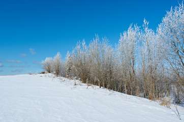 Winter landscape. frozen trees.