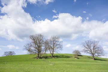 trees and clouds