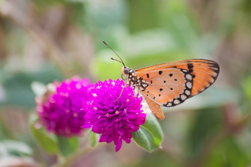 Butterfly on  flowers.