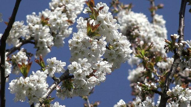 Kirschblüten