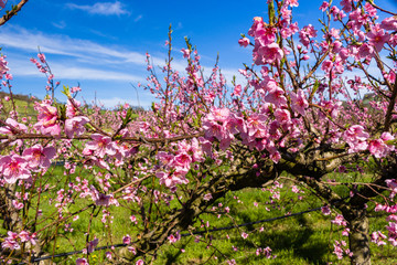 The arrival of spring in the blossoming of peach trees treated w