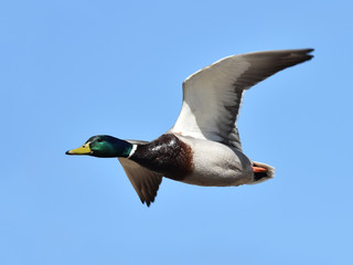 Wild Duck (Anas platyrhynchos)