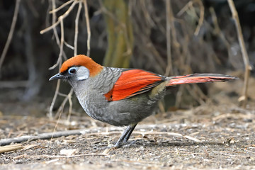 Red-tailed laughingthrush (Trochalopteron milnei)