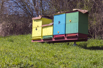 Fototapeta na wymiar Colored beehives with bees on a spring meadow