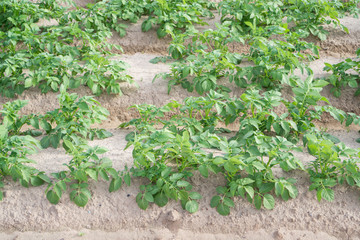 Side view of potato plantation