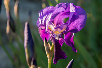 fiore viola