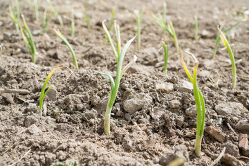 Onion plantation array, focus on foreground, side view