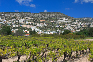 Fototapeta na wymiar Growing vineyard in spring on a background of mountains. 