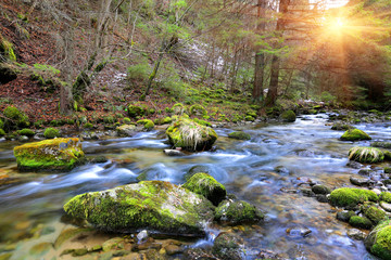 Obraz premium Mountain river in forest