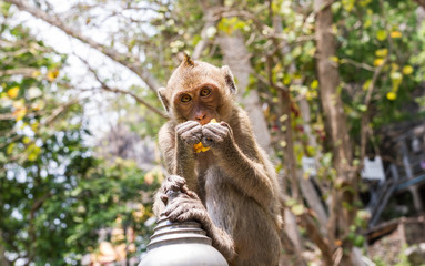 monkey eating corn
