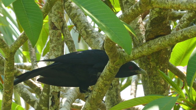 drongo bird on tree