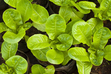 salad farm, green fresh salad vegetable in agriculture farm