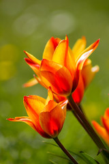 Tulpen "Firelieaf"