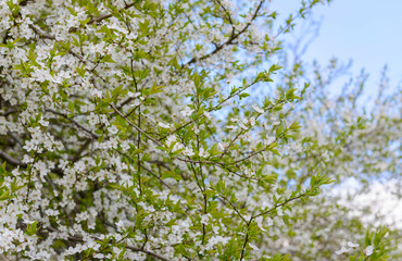 The blossoming fruit tree with white flowers against the sky