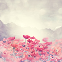 Obraz premium Kwiaty maku
