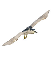 Fototapeta premium Black-crowned Night Heron
