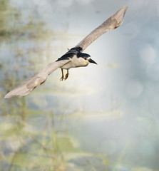 Black-crowned Night Heron