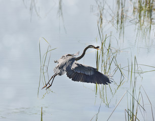 Great Blue Heron