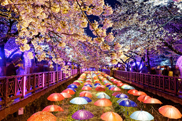 cherry blossoms, busan city in south korea - 82062948