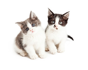 Two Cute Kittens Looking Forward Together