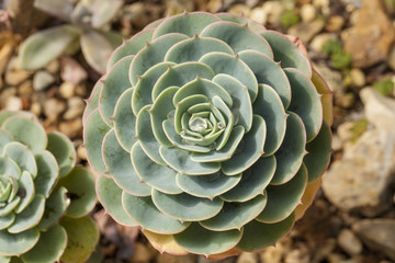 Obraz premium cactus, close up show pattern texture of cactus succulents
