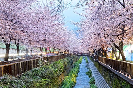 cherry blossoms, busan city in south korea