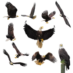 Door stickers Eagle Bald eagles.