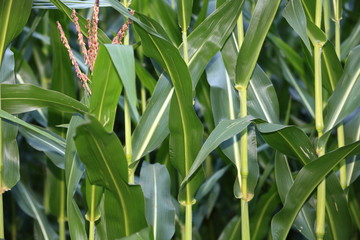 Naklejka premium Maisanbau