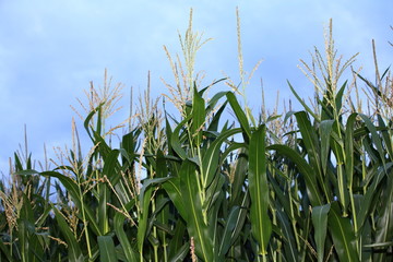 Fototapeta premium Maisanbau