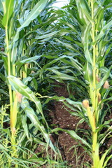 Obraz premium Maisanbau