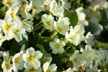 Obraz premium Wilde gelbe Primeln im Frühling am Lago Maggiore in Italien