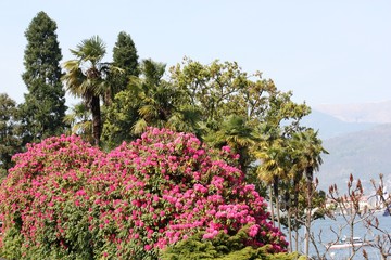 Frühling am Lago Maggiore Großer Rhododendron Rhododendronblüten