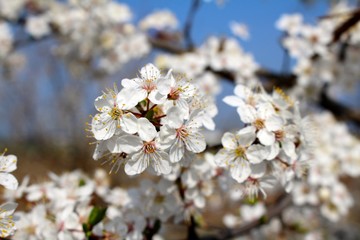 Kirschblüten
